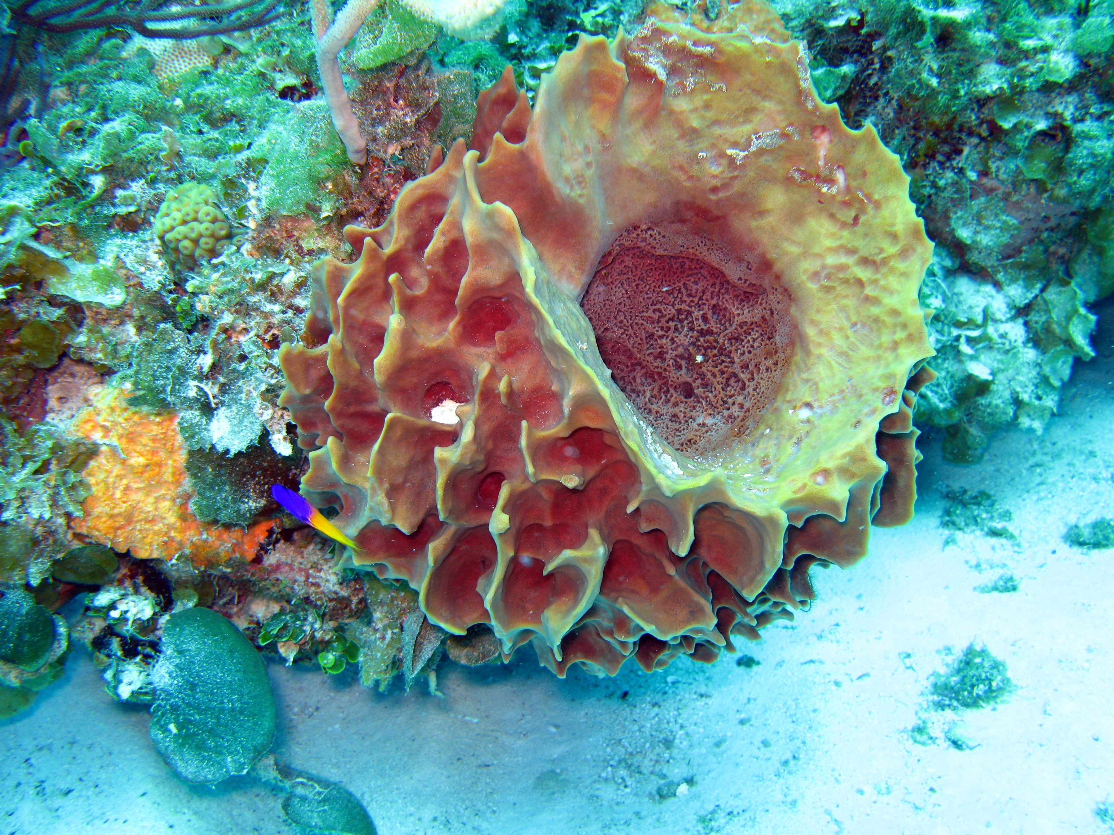 Губки моллюски. Губка Xestospongia muta. Морской камнеточец губка. Губки Porifera Spongia. Акантелла губка.